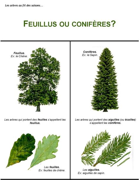 Arbre feuillu et conifère