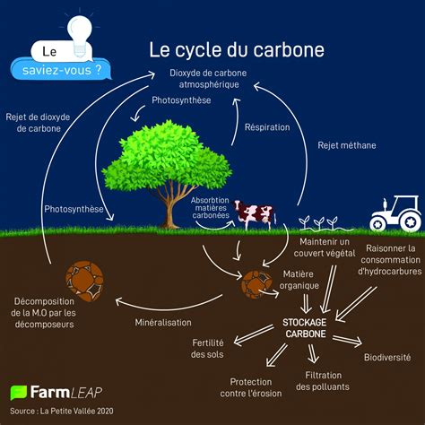 Schéma du cycle du carbone dans le sol avec l'apport de BRF