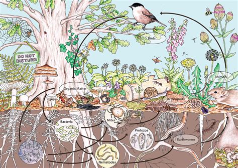Permaculture principles illustration