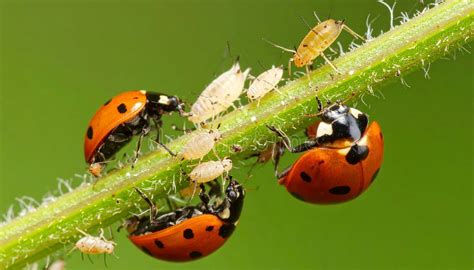 Ladybug eating aphids