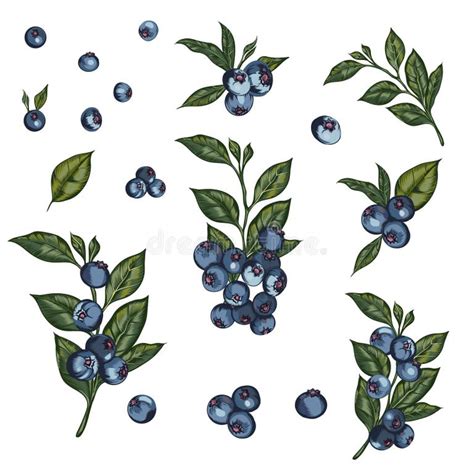 Illustration d'une main cueillant des myrtilles