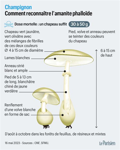 Diagramme des caractéristiques de l'amanite phalloïde