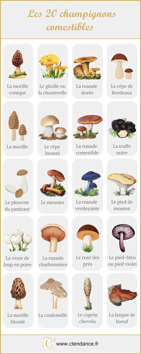 Illustrations de différents types de champignons comestibles et toxiques