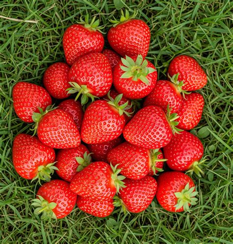 Plan rapproché d'une fraise Mara des Bois mûre et brillante dans un potager