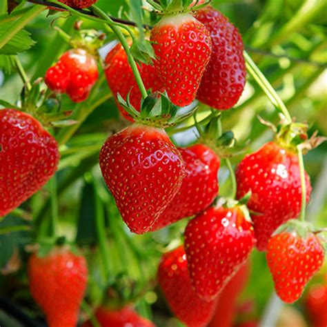 Photo montrant des fraisiers Mara des Bois cultivés dans des jardinières suspendues sur un balcon
