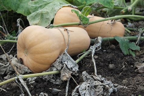 Butternuts en cours de maturation sur la plante