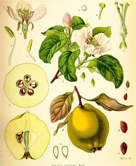 Illustration botanique du cognassier (Cydonia oblonga) et de ses fruits