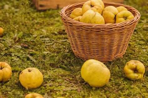 Différentes formes de coings : pomme et poire
