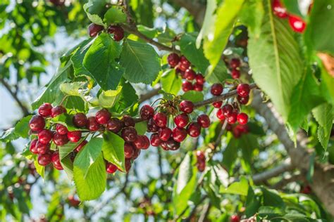 Cerisier des Antilles en fleurs et fruits