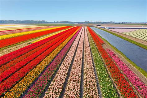 Champs de tulipes en fleurs au printemps, montrant la beauté des plantes à bulbes