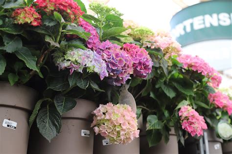 Variétés d'hortensias en pleine floraison