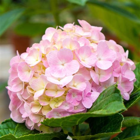 Fleur d'Hydrangea macrophylla (hortensia boule)