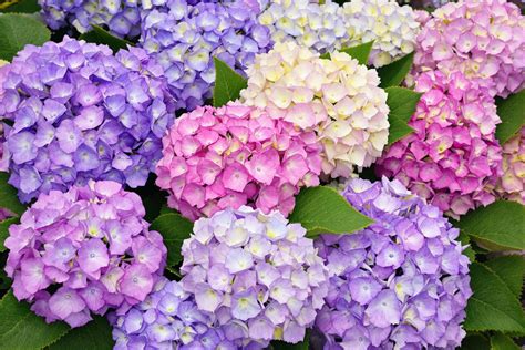 Calendrier de taille des hortensias selon les variétés