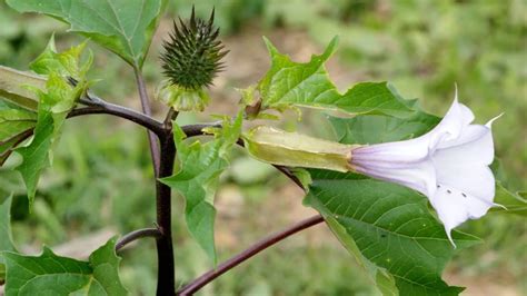 Signalisation d'une plante toxique