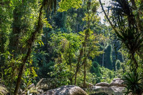 Paysage diversifié de la forêt atlantique (Mata Atlântica) au Brésil