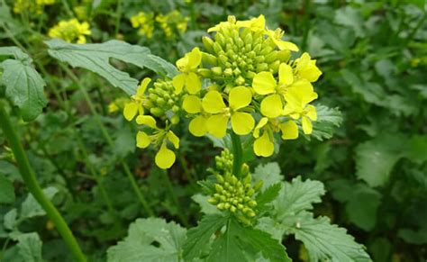 Plantes de moutarde blanche en fleur