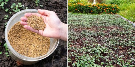 Mélange d'engrais verts en croissance