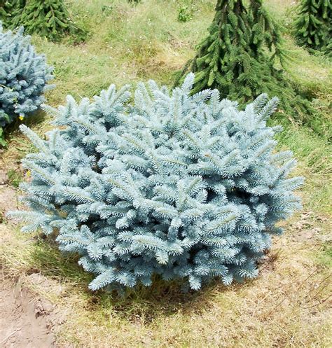Picea pungens 'Glauca Globosa' feuillage bleu-gris et forme globuleuse