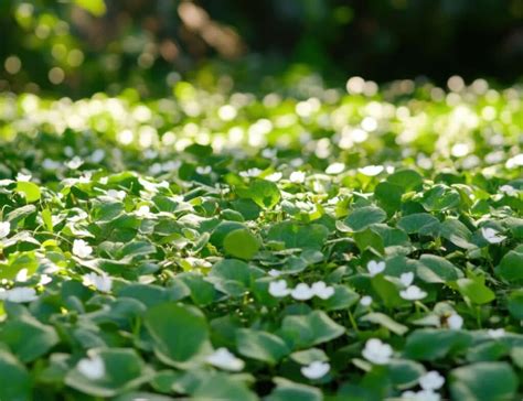Dichondra repens en pleine croissance