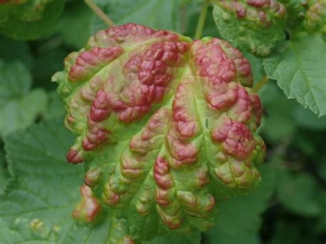 Feuilles de groseillier atteintes de cloque rousse
