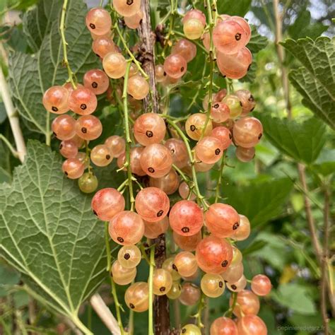 Rameaux de groseillier atteints de la maladie du corail (boules rose orangé)