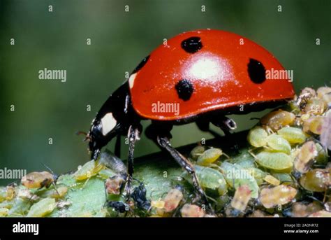 Coccinelle se nourrissant de pucerons
