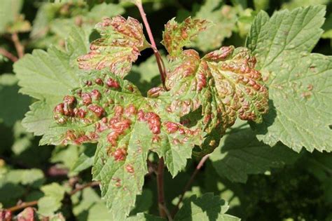 Feuilles de groseillier atteintes d'anthracnose