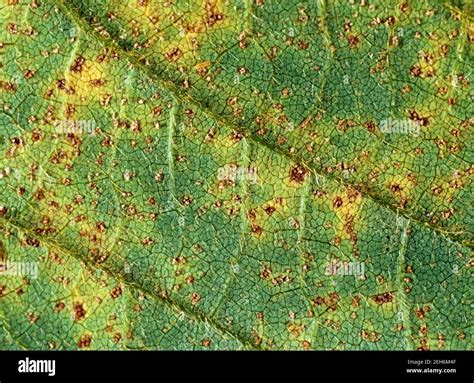 Pustules de rouille sur la face inférieure d'une feuille de groseillier