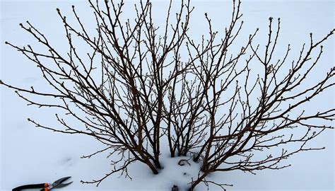 Groseillier bien taillé pour une bonne circulation de l'air