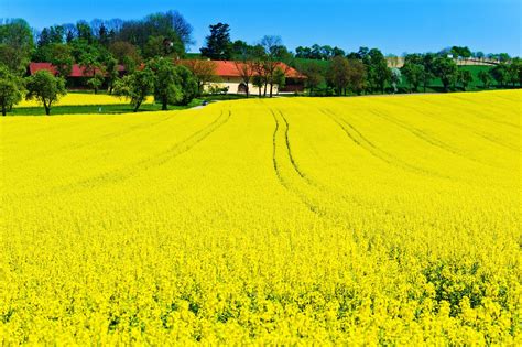 Champ de colza infesté par des graminées