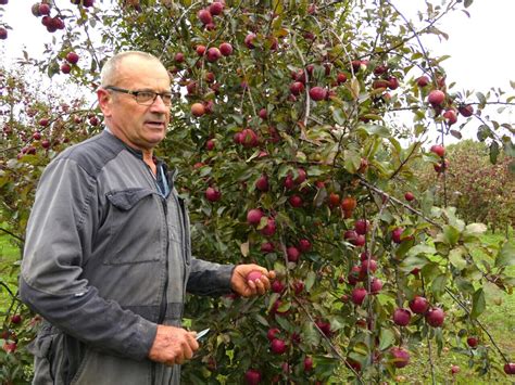 Verger de pommes avec des personnes qui cueillent