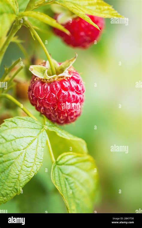 Gros plan sur des framboises rouges mûres sur une branche