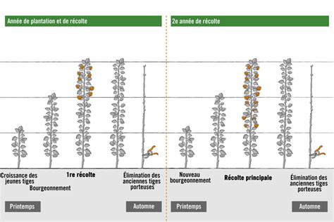 Infographie comparant les besoins en sol et en lumière des framboisiers, myrtilliers et ronces