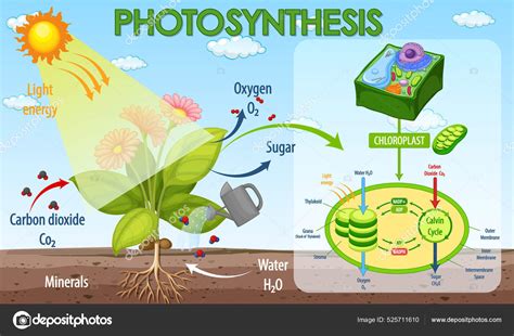 Diagramme simplifié de la photosynthèse