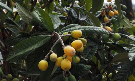 Néflier brillant avec ses feuilles persistantes et ses fleurs