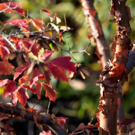 Acer Griseum en bonsaï avec une écorce distinctive