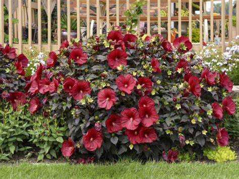 Jardin avec des hibiscus bleus