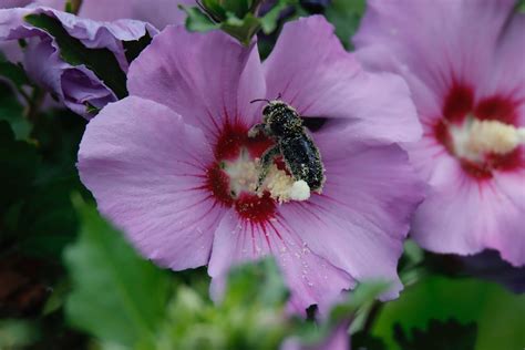 Hibiscus attirant les abeilles
