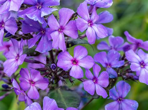 Illustration de différentes variétés de Phlox paniculata