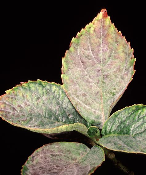 Image d'une feuille de phlox atteinte d'oïdium