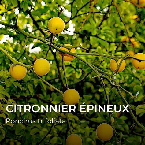 Citronnier avec des fruits tombés au sol