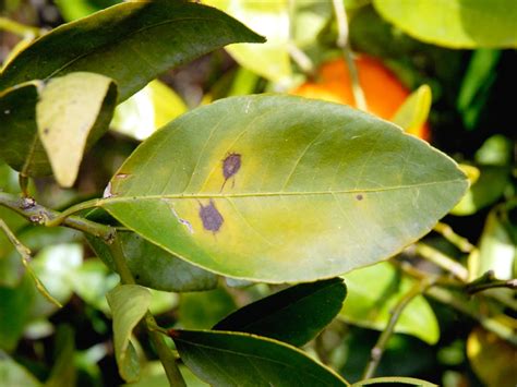 Symptômes d'excès d'eau sur les feuilles d'un mandarinier