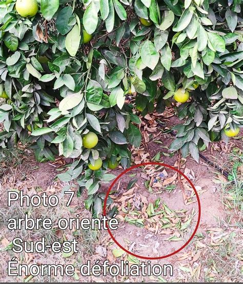Symptômes de manque d'eau sur les feuilles d'agrumes