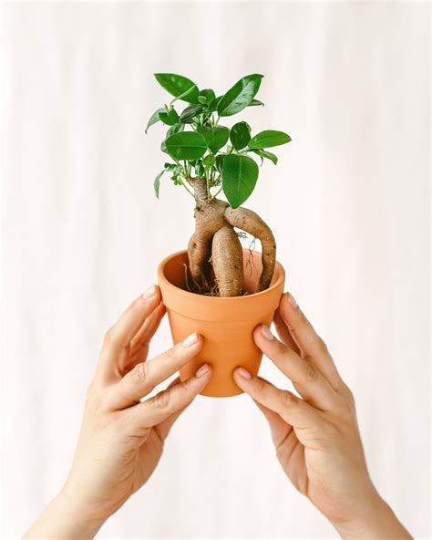 Illustration d'un Ficus Ginseng bonsaï avec ses racines aériennes caractéristiques