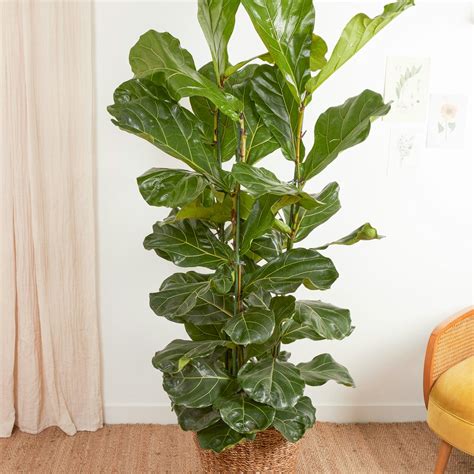Infographie montrant différentes variétés de Ficus adaptés au bonsaï