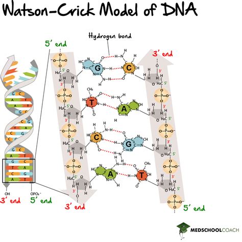 DNA double helix