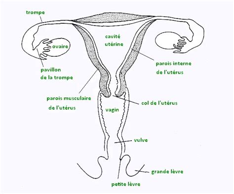 Diagramme de l'appareil génital féminin avec indication des glandes de Bartholin, des glandes de Skène et du col de l'utérus.
