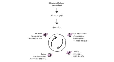 Schéma illustrant l'équilibre de la flore vaginale et la perturbation lors d'une vaginose.