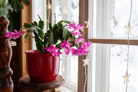 Intérieur lumineux avec un Cactus de Noël