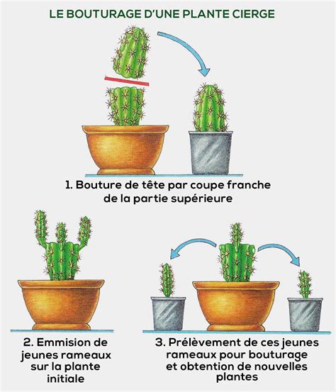 Étapes de bouturage du Cactus de Noël